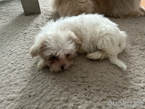 ShihTzu Mix Welpe