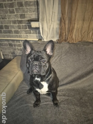 Französische Bulldogge (DECKRÜDE)