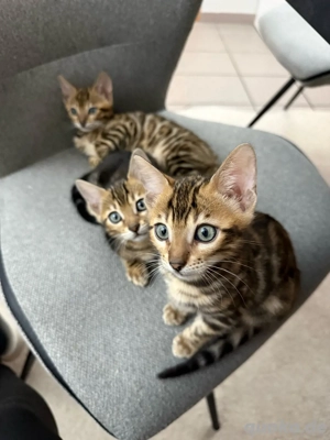 Reinrassige Bengal Kitten