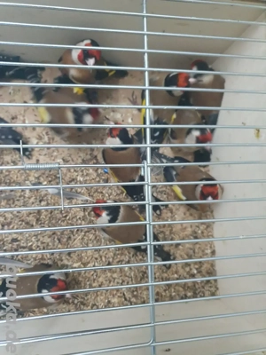 Stieglitz Europäische 