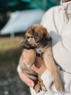 Welpe Cookie sucht ihr für immer Zuhause 