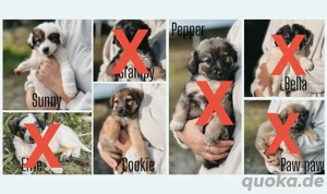 7 Welpen suchen ein für immer Zuhause 