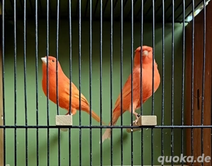 Kanarienvögel Rot