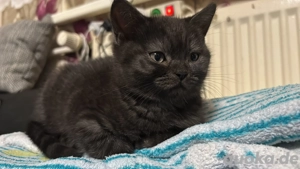 Bkh Kitten noch 1 Männlich frei