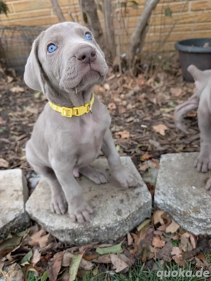 Weimaraner Welpen aus liebevoller Familienaufzucht