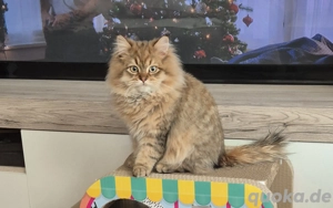 Junger zuckersüßer Chaot sucht Zuhause 