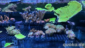 Korallenableger zu verkaufen