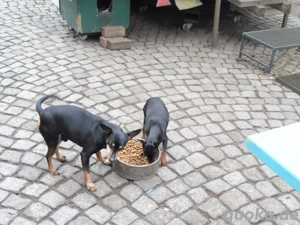 zwergpinscher-junghunde sind zu verkaufen
