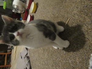 Mädchen dreifarbig Britisch Kurzhaar