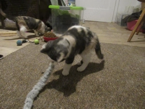 Mädchen dreifarbig Britisch Kurzhaar