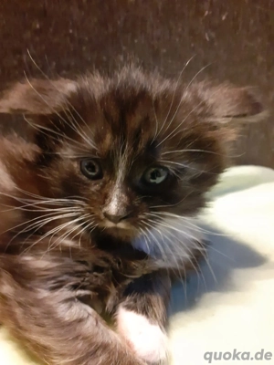 Zuckersüßes Maine Coon Mädchen 