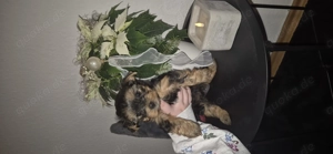 Yorkshire Terrier Welpen