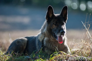 Schäferhunde aus Leistungszucht 