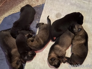 Schäferhunde aus Leistungszucht 