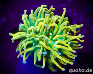 Nachzucht Banana Torch Euphyllia LPS Korallen Meerwasser Ableger