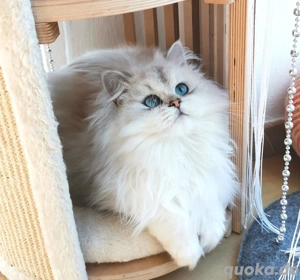 Edelkatze Britisch Langhaar, BLH BKH, Kurzhaar mit Stammbaum 