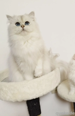 Edelkatze Britisch Langhaar, BLH BKH, Kurzhaar mit Stammbaum 