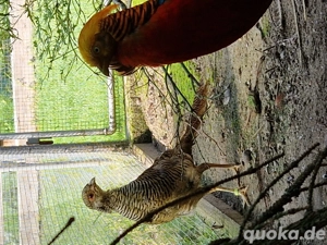 Goldfasan Pärchen, Fasan, Ziergeflügel 