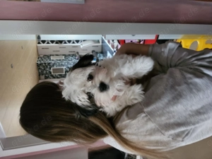 Süße Hundewelpen abzugeben- liebevoll aufgezogen.