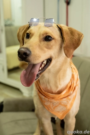 Dringend Pflegefamilien für Hunde aus dem Ausland gesucht 