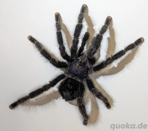 Avicularia juruensis Männchen