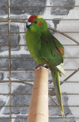 Männlicher Ziegensittich