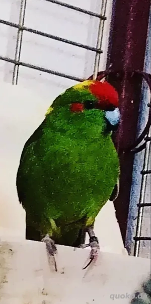 Männlicher Ziegensittich Bild 2