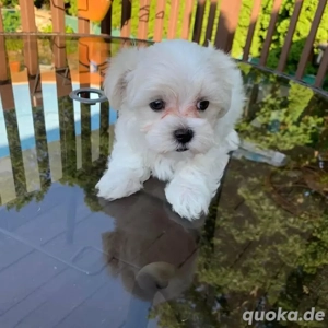 Weihnachtsgeschenk    Wunderschöne weiße Malteserhündin