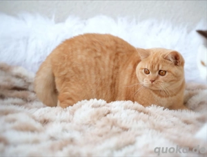 BKH Kater mit Stammbaum 