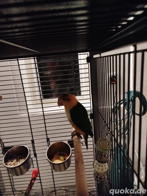 Rostkappenpapagei männlich 