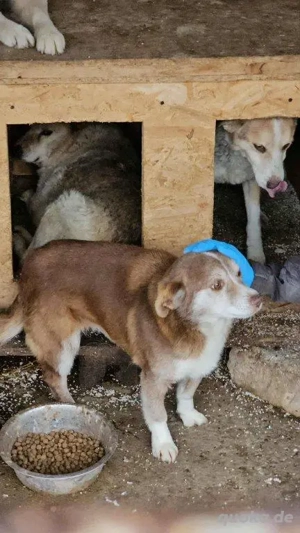 hübsche, mit Artgenossen super verträgliche Hündin "Hella" wünscht sich so sehr ein Zuhause