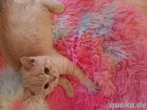 Creme Kätzchen mit Stammbaum 