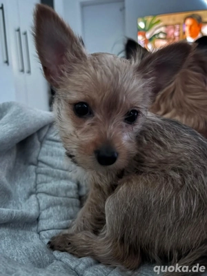 Chiuhaha  yoksher mädchen geimpft, entwurmt mit eu-ausweis möchte gern in ihr neues zuhause