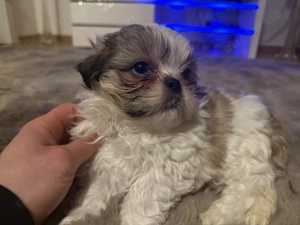  Zwei kleine Herzchen suchen ein liebevolles Zuhause 