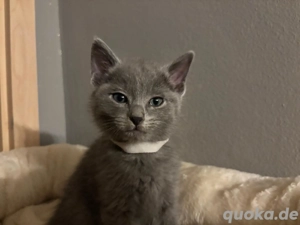 Russisch blau-Kitten of Kinzig Gipsy mit Stammbaum geboren am 12.10.2025