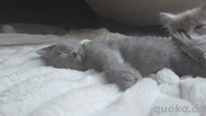 Russisch blau-Kitten of Kinzig Gipsy mit Stammbaum geboren am 12.10.2025