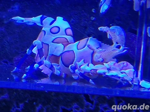 meerwasser Harlekingarnelen 