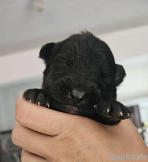 Reinrassige Groenendael Welpen 