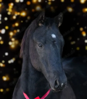 Schwarze Perle: Paint Horse Quarter Fohlen Stute APHA 