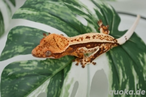 0.1 Kronengecko Weibchen NZ 2025