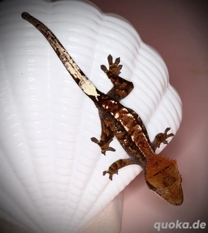 1.0 Kronengecko - Cappuccino - FIKR2