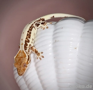 RESERVIERT - 0.0.1 Kronengecko - Frappuccino Baby - image 7