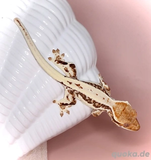 0.0.1 Kronengecko - Frappuccino Baby