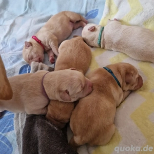 Wurfplanung 2026 - reinrassige Labrador Welpen  Bild 9