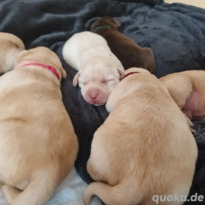 Wurfplanung 2026 - reinrassige Labrador Welpen  Bild 7