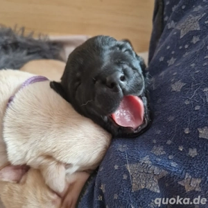 Wurfplanung 2026 - reinrassige Labrador Welpen  Bild 8