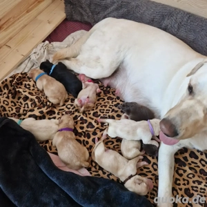 Wurfplanung 2026 - reinrassige Labrador Welpen  Bild 5