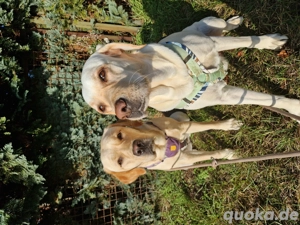 Wurfplanung 2026 - reinrassige Labrador Welpen  Bild 2