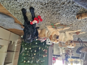Wurfplanung 2026 - reinrassige Labrador Welpen  Bild 10