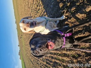 Wurfplanung 2026 - reinrassige Labrador Welpen  Bild 4